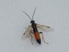 Tenthredopsis sp.
